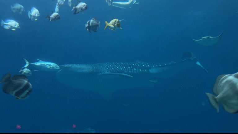 I love sharks, maybe you should too!