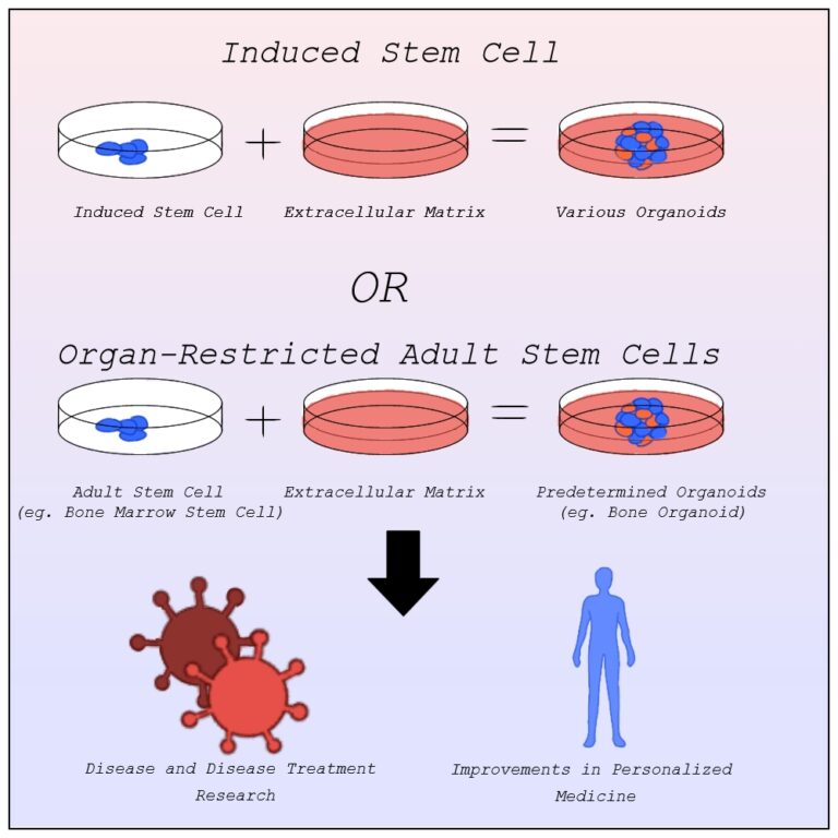 Organoids: What are They and Why They’re Amazing