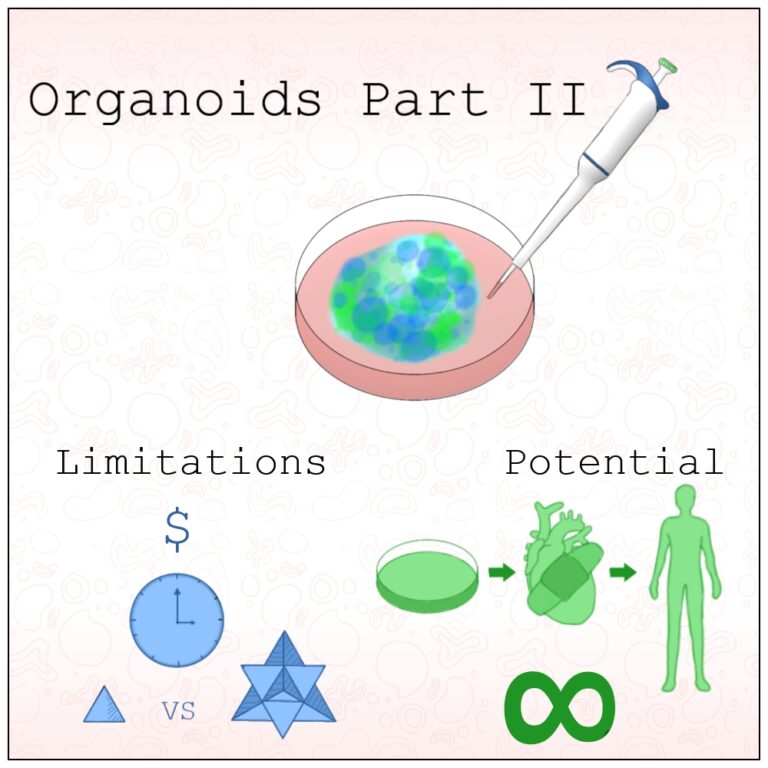 Organoids Part Two: Despite Limitations, They’re Still Amazing