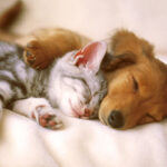 Dog_and_cat