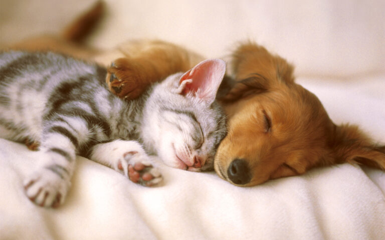 Your All In One Companion