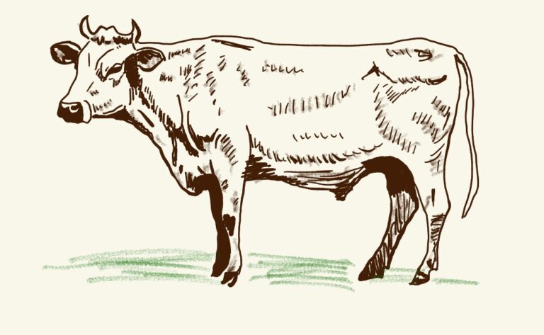 Burps to Breakthroughs: Reducing Livestock Emissions
