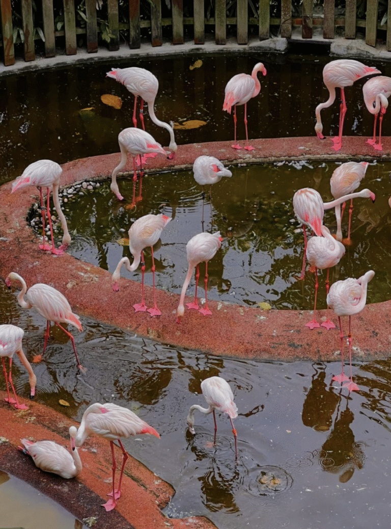 Mandai Bird Paradise: Asia’s Biggest Aviary Sanctuary