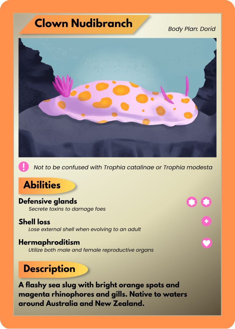 Circus Sea Slugs: How clown nudibranchs are like real-life Pokémon