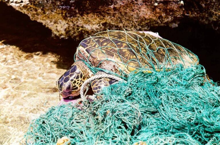 Ghost Fishing – Small Action Big Impact