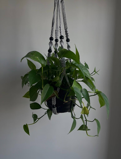 Health and Houseplants